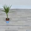Parquet - Berlin - 3066 - Image 4