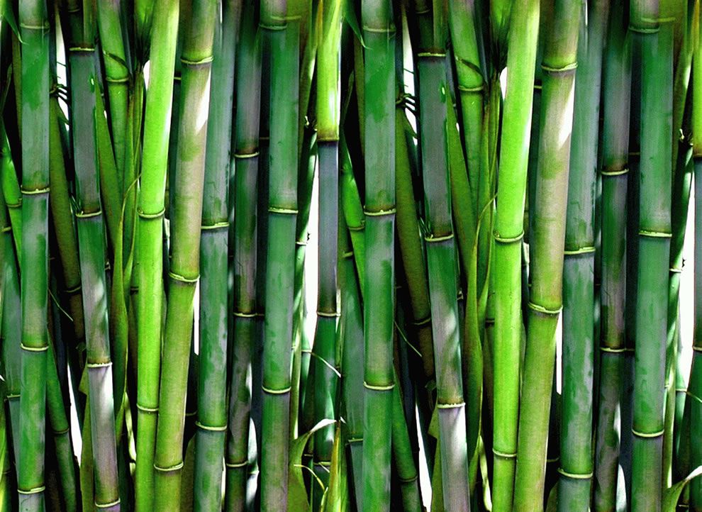 bamboo2